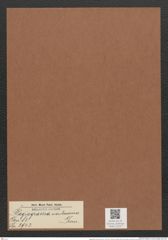 Plagiogramma nankoorense Grun. (de-Toni-Nr.: Genus 83, Species 2943) Zeichnungen Sammlung Grunow Mappe 03107 (Herbarium_W_Grunow_drawings_Folder_03107)